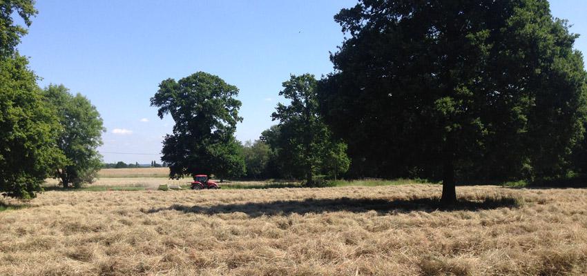 Elm Farm Hay Making