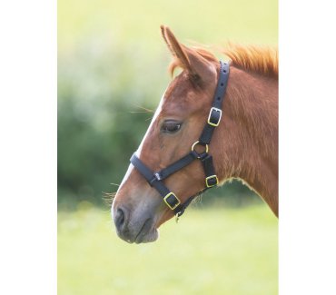 Foal Headcollar