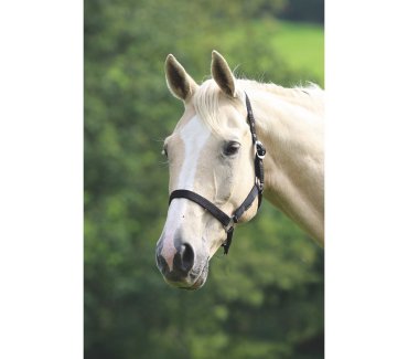 Wessex  Headcollar
