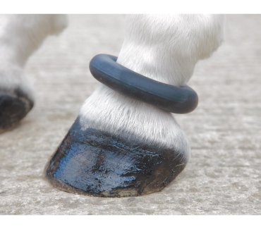 Fetlock Ring